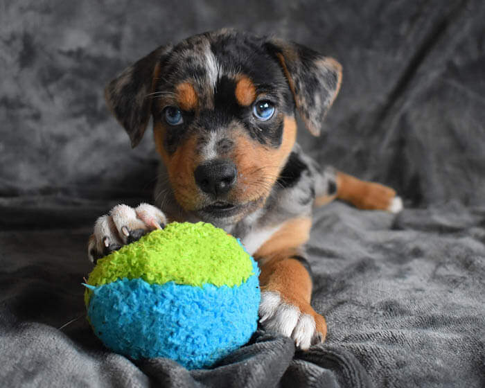 Small Duraplush FuzzBall Dog Toy