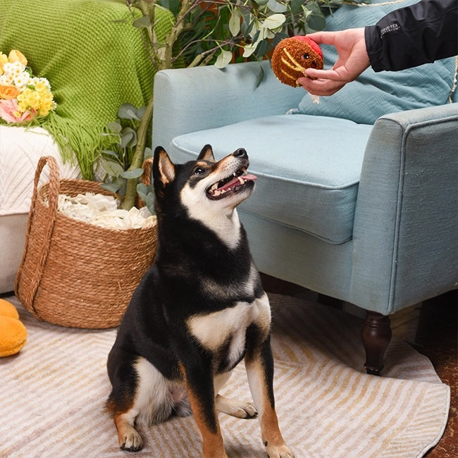 Spaghetti Meatball Dog Toy